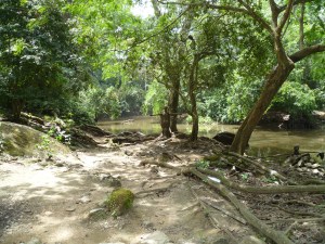 Osun Grove in Osogbo, Nigeria