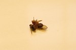 _Pratchaya-Phinthong-Sleeping-Sickness-2012-570x378