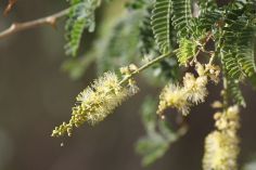 acacia tree