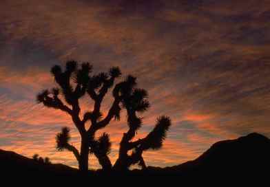 Joshua_tree