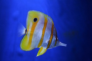 2533442128_e675e87086_n