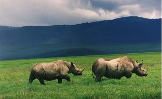 800px-black_rhinos_in_crater
