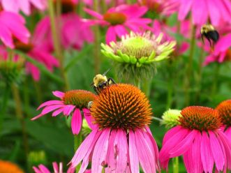 800px-bumble-bees-purple-cone-flowers_forestwander
