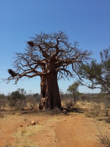 baobab-577761_960_720